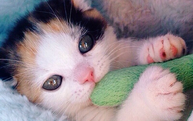 超萌小奶猫