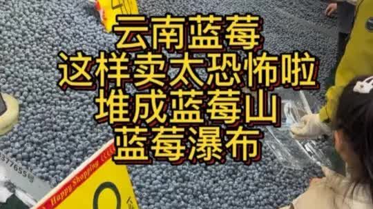 云南农贸市场蓝莓堆成山蓝莓瀑布一大盒才40块妈呀简直不要太