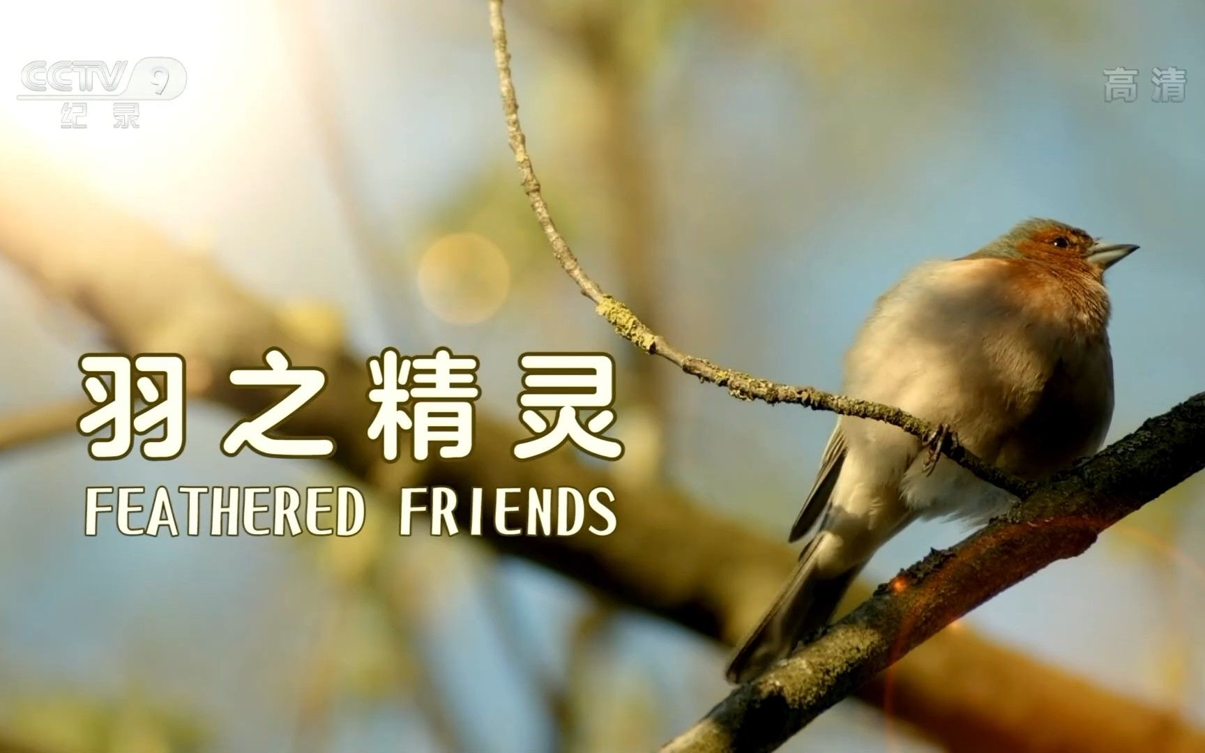 【央视 1080P+60】羽之精灵【纪录片】