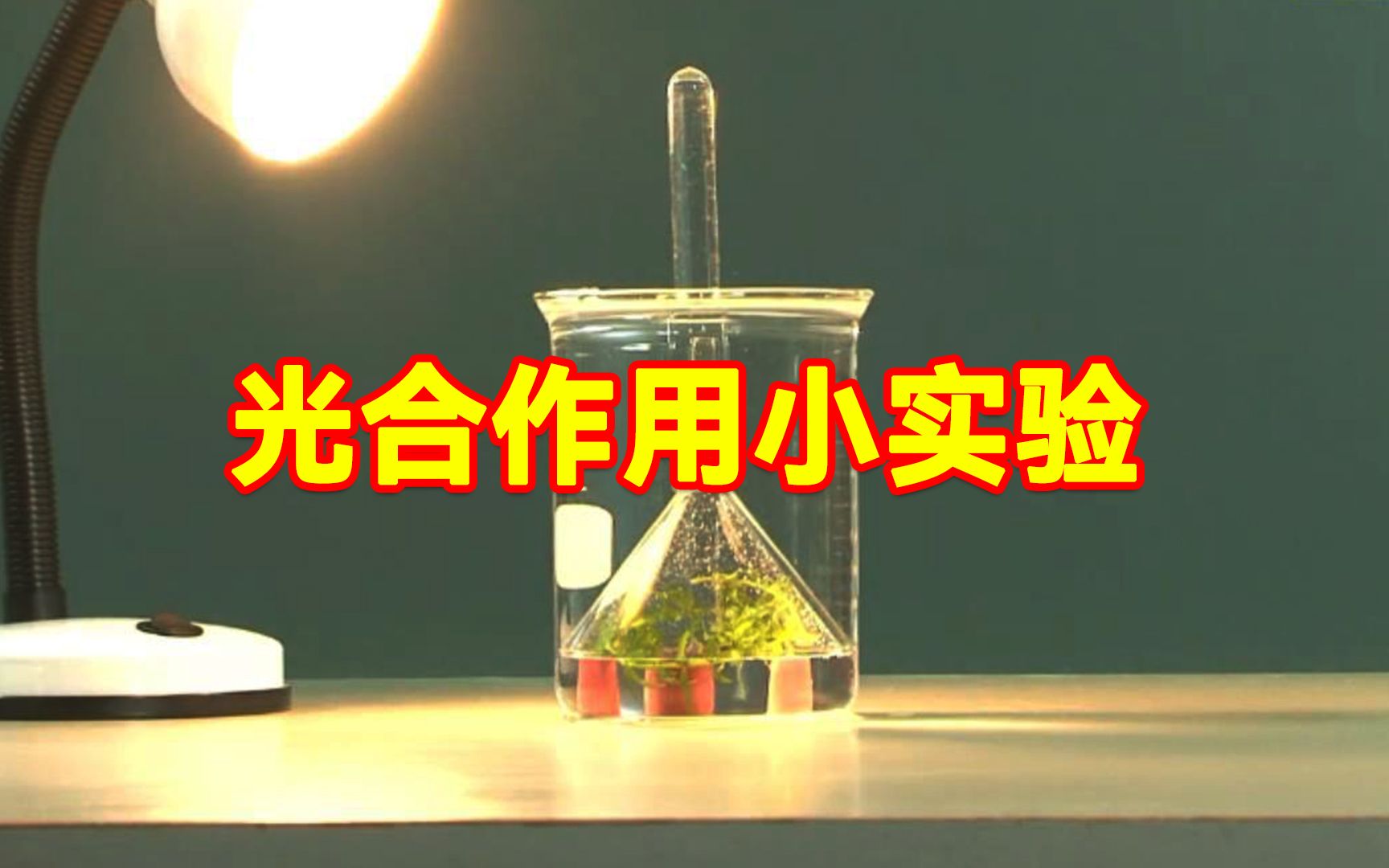 光合作用是如何产生氧气的？这个实验让你看明白！