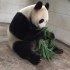 萌蠢熊猫吃播上线，吃的可真香！看得我都想吃竹子了