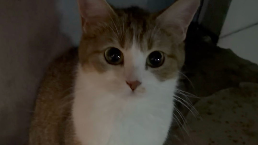 猫儿这个傲娇～