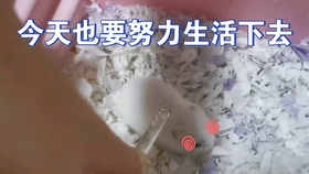 怎么看金丝熊几个月大 fe3f280b139209d6b0fe030c6de6979bd7b1370a.jpg@280w_158h_1c_100q.jpg