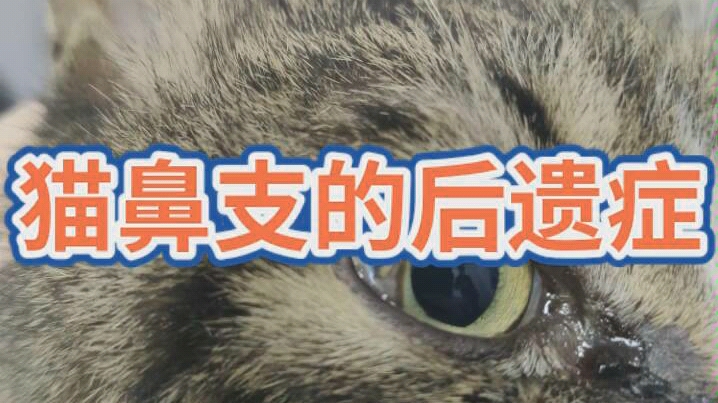 猫鼻支严重的后遗症