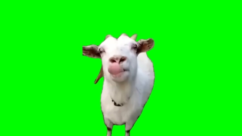 猫meme绿幕素材—吐舌头山羊（有声）