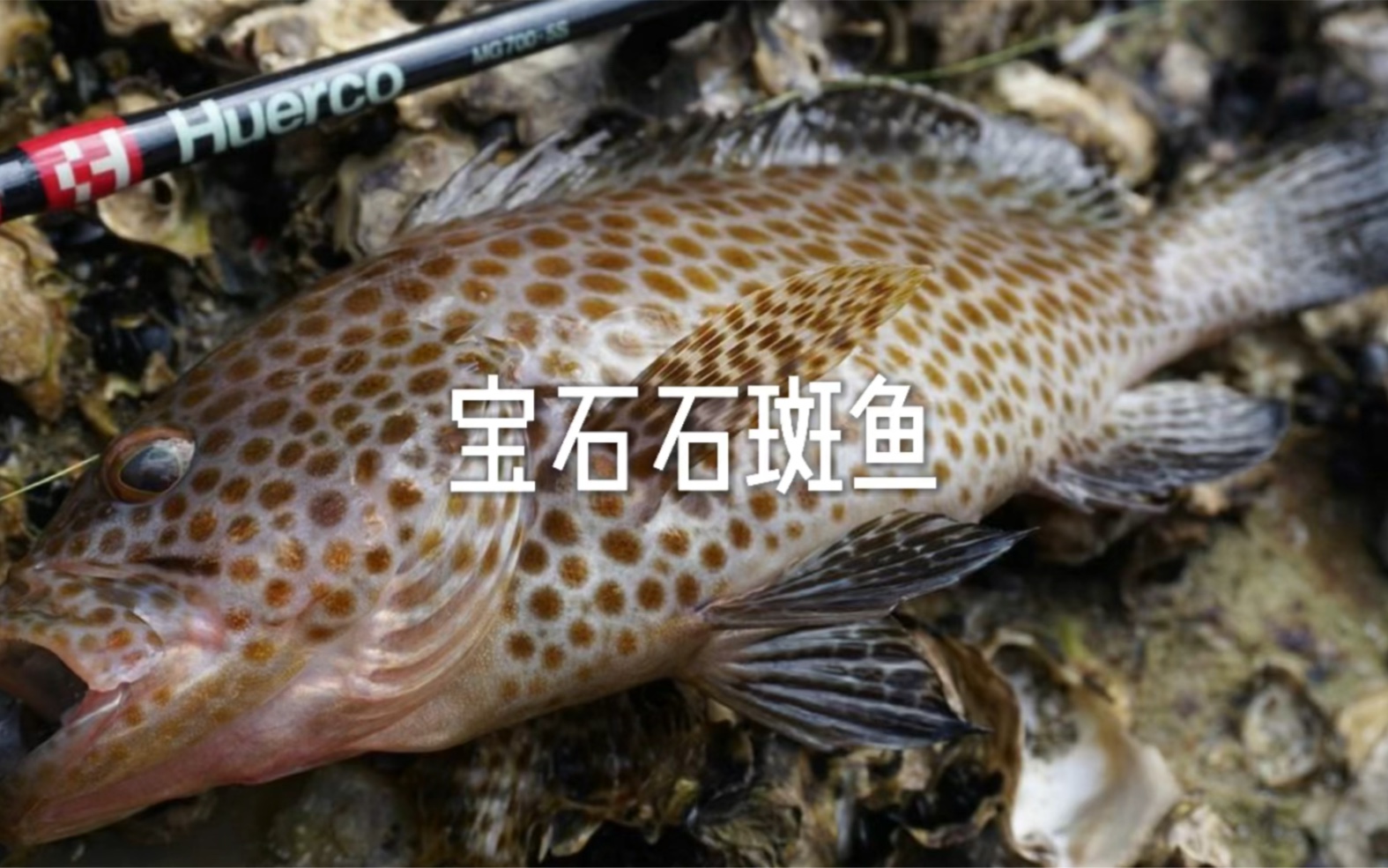 冬钓溪石斑鱼用什么饵料，用什么鱼钩_鱼虾网