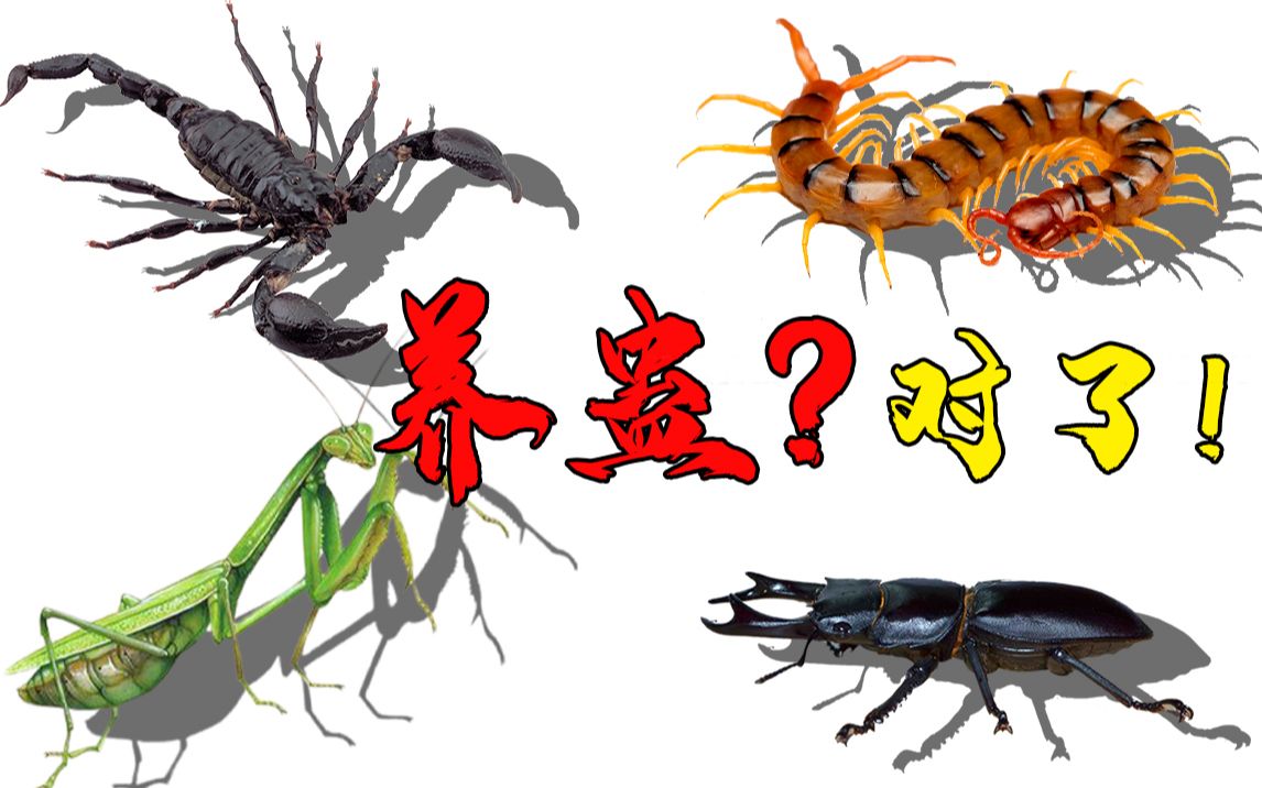昆虫混战之蝎子蜈蚣螳螂甲虫，谁领风骚？
