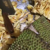 女子第一次买菠萝蜜吃，好不容易剥开不知道怎么吃