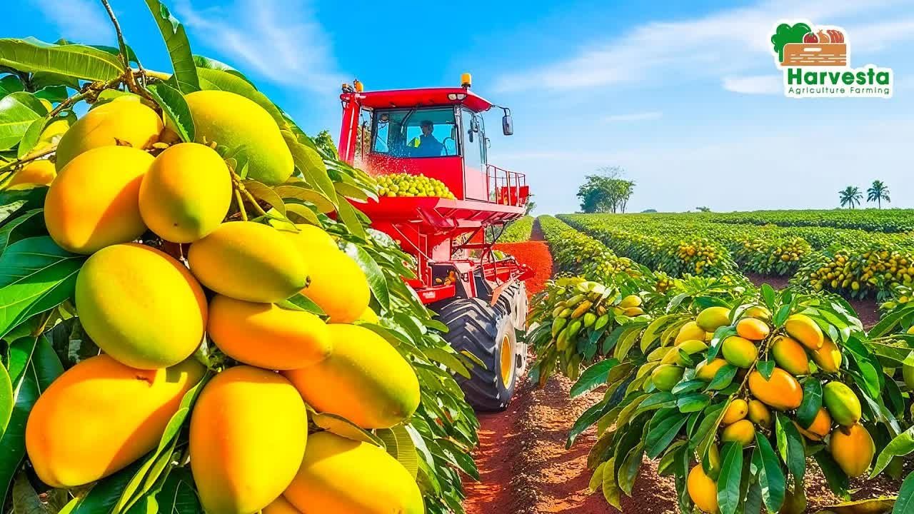 澳洲芒果三月奇迹揭秘，这份甜蜜你绝对想不到