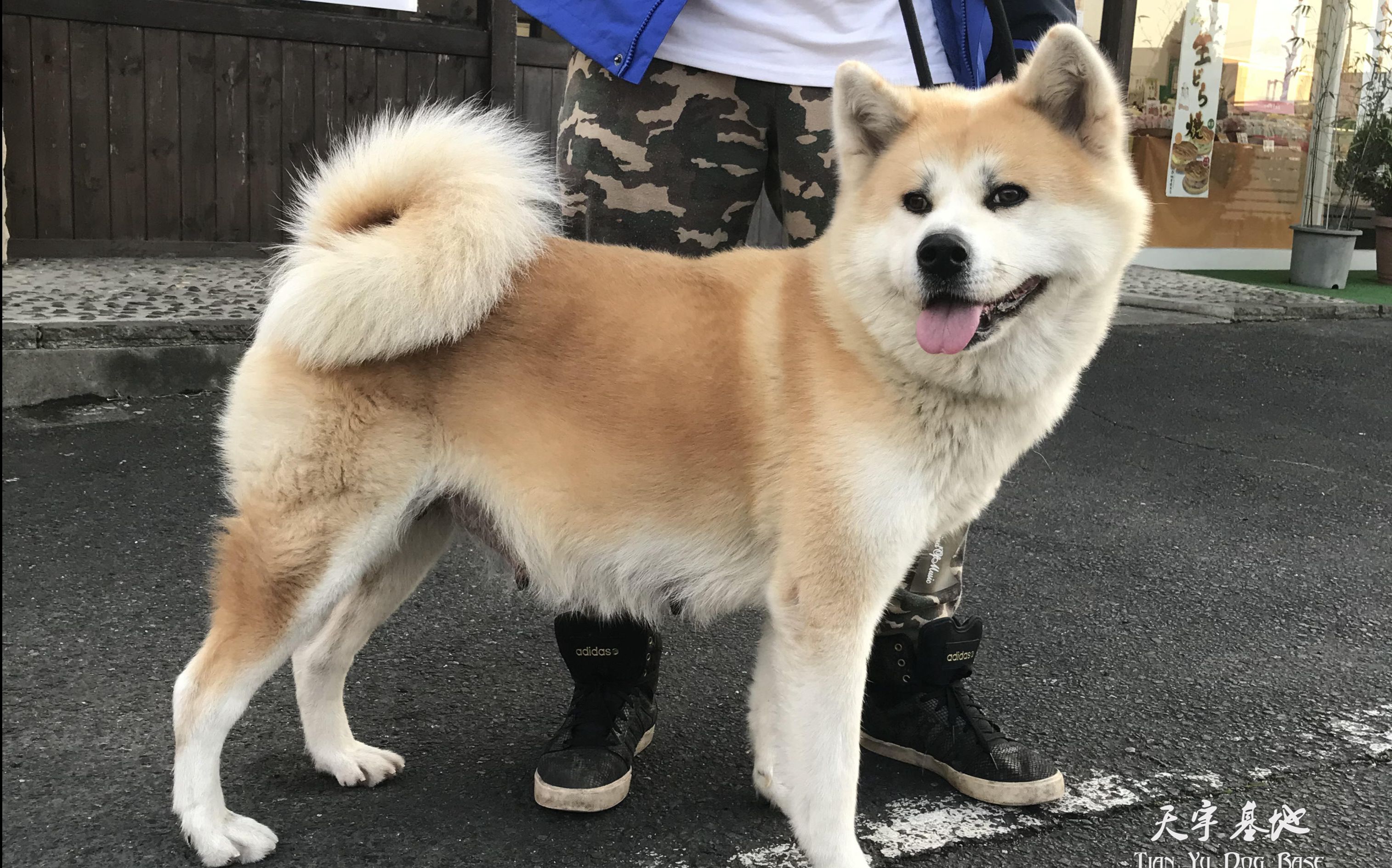 日本支部实拍:赤色秋田犬种母 久美