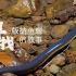 小米13拍个纪录片 | 寻找版纳鱼螈的故事