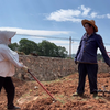 儿子不在家，儿媳和公公一起下地干活，公媳关系真好