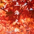 上海之秋 - 上海秋天的颜色