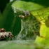 【精彩片段】以其他各种蜘蛛为食的孔蛛！能力超常的蜘蛛杀手！
