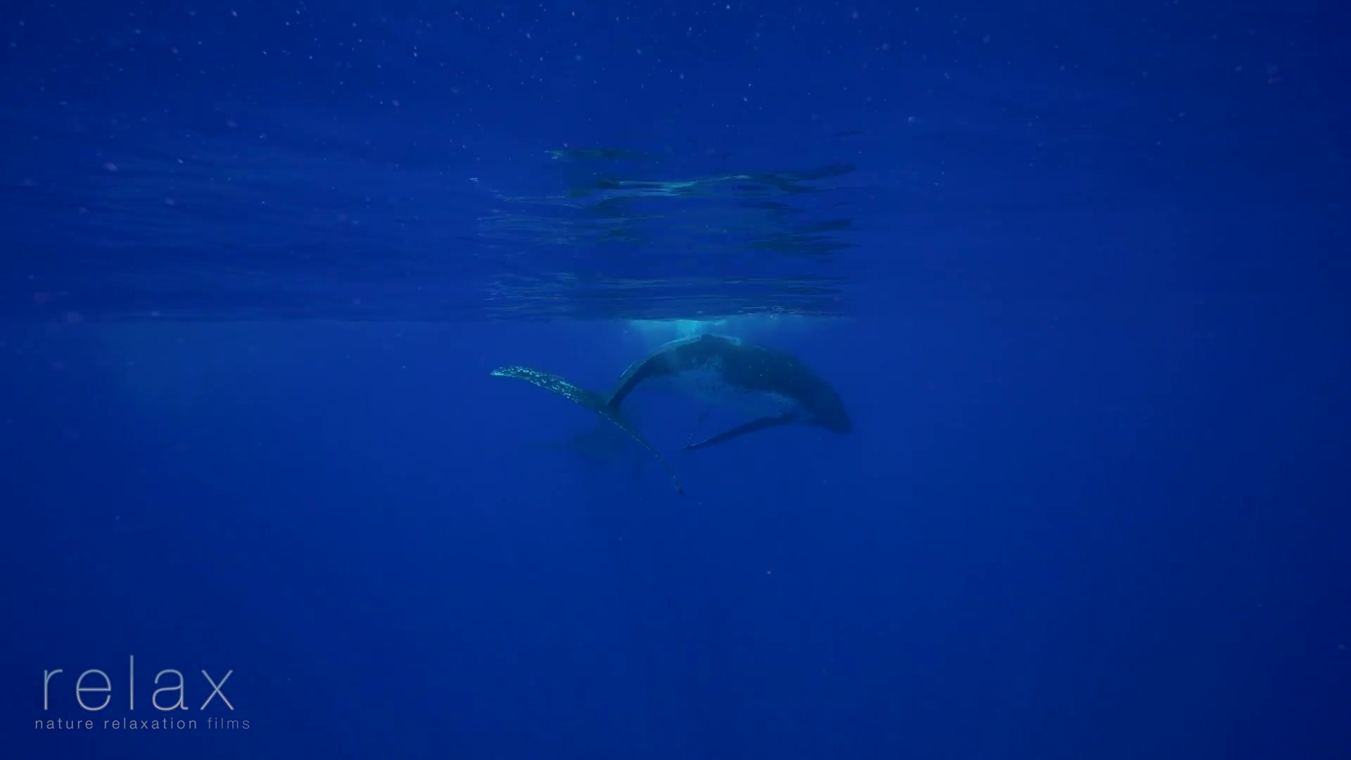 4k uhd塔希提之旅-深海中的美丽鲸鱼