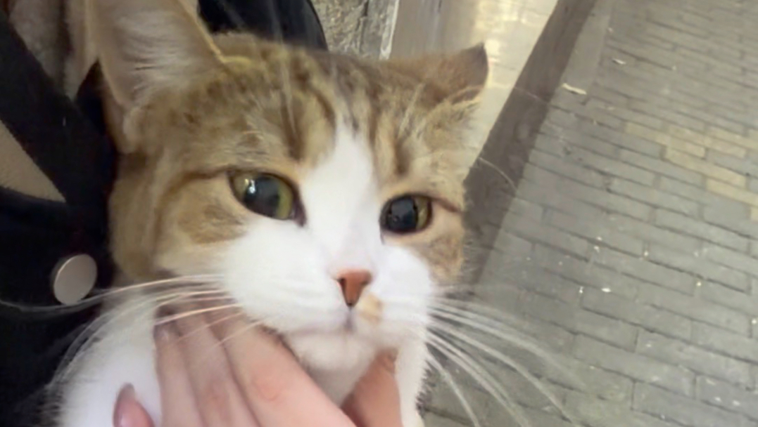 逃不掉的小猫咪～