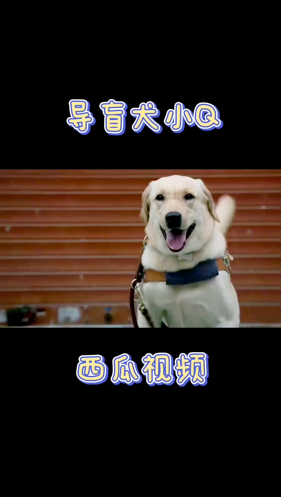 导盲犬小q 最感人的狗狗电影 哔哩哔哩 つロ干杯 Bilibili