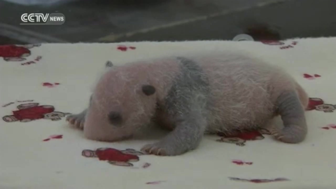熊猫幼崽从出生到进幼儿园cubpandaslifeinthekindergarten