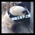 「熊猫萌兰」三太子的打碟日常