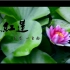 【贺新年】【原创自制】忆红莲~真人COS MV视频~一季恋·一生念~附赠花絮w