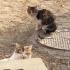 遇到的流浪猫和小奶猫