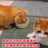 铁岭那家猫太多9：路易回到沈阳饭量大增，却说铁岭的猫净是饭桶