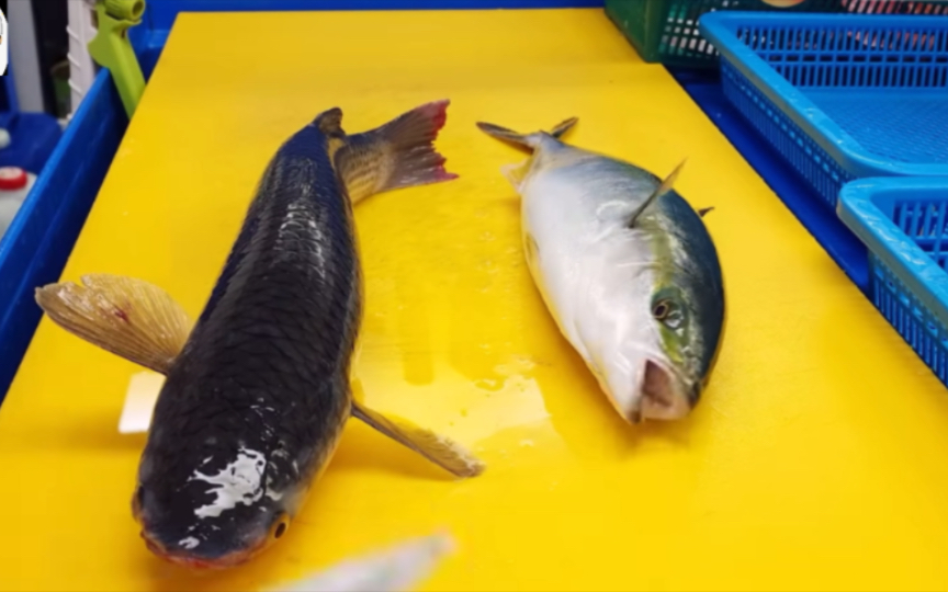 鱼生切割———三文鱼，乌鱼，油甘鱼生鱼片拼盘