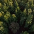 【空镜头】航拍森林树林树木 素材分享