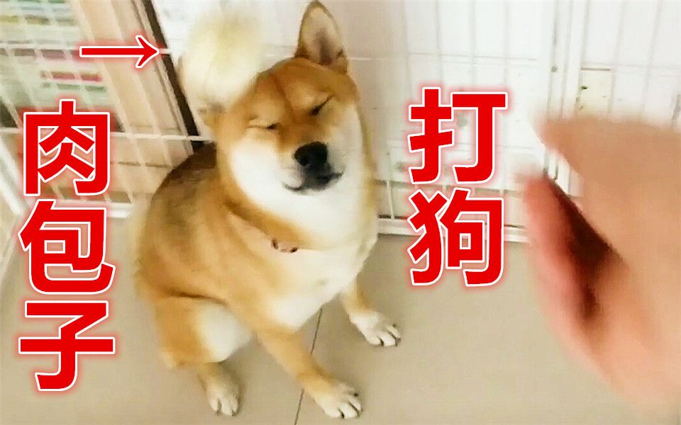 【柴犬jojo】肉包子打狗听了那么多年,你见过吗?