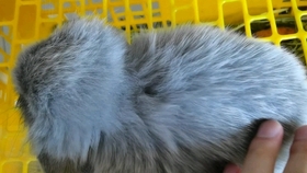 怎么拥有一只粘人的鹦鹉 fff26a88d61a99ad204d65f0709db7fa758dd99f.jpg@280w_158h_1c_100q.jpg