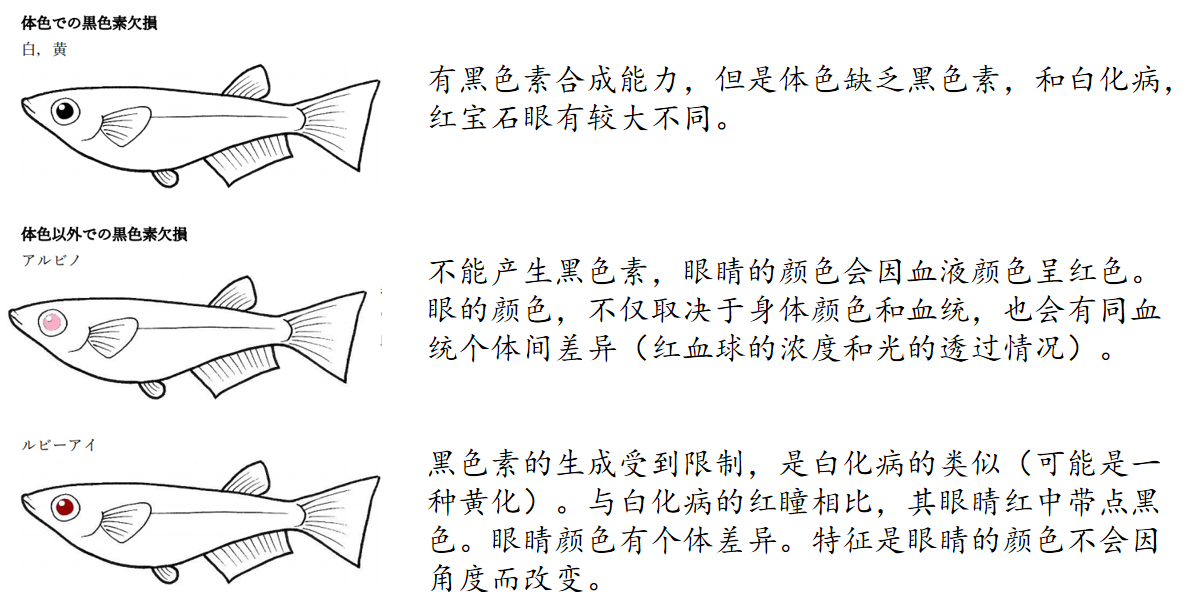 观背青鳉八眼变异