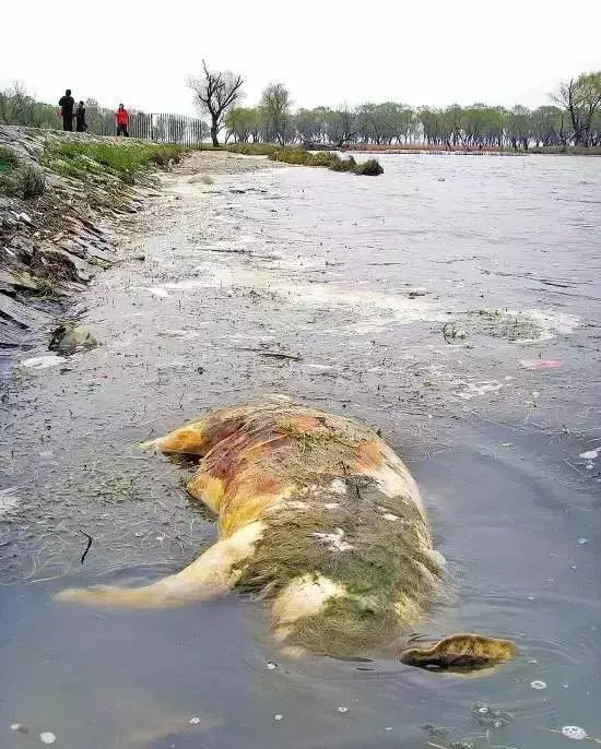 你家的水现在还能直饮吗?水污染前后对比!