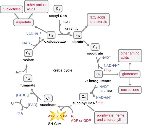 citric acid cycle,itsy bitsy citric acid cycle