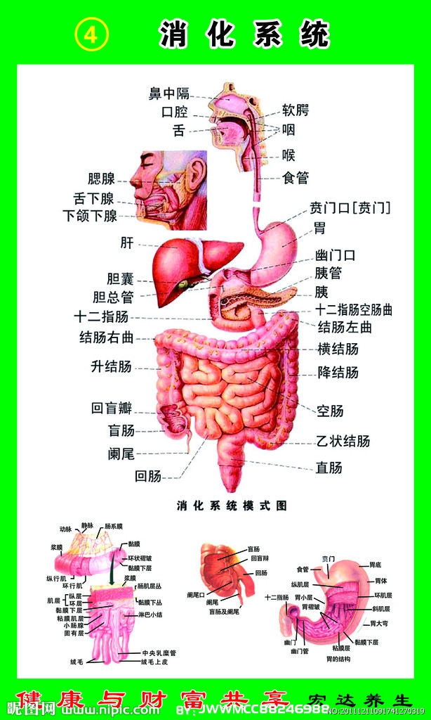 开个玩笑,今天我们来聊一个大家都熟悉的器官: 胃 胃是一个中空性器官