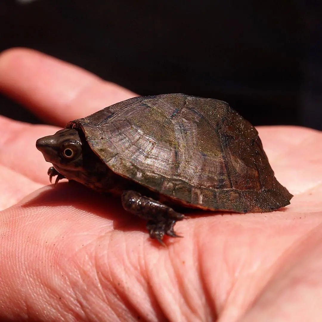 盘点下我最喜欢的小麝香龟属