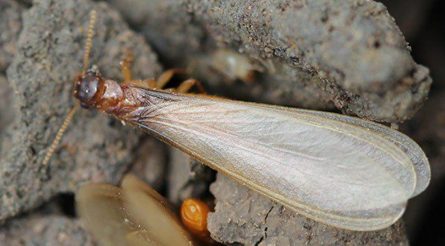 群体的补充繁殖能力很强,即一个白蚁群体只要还有少量的白蚁个体存在