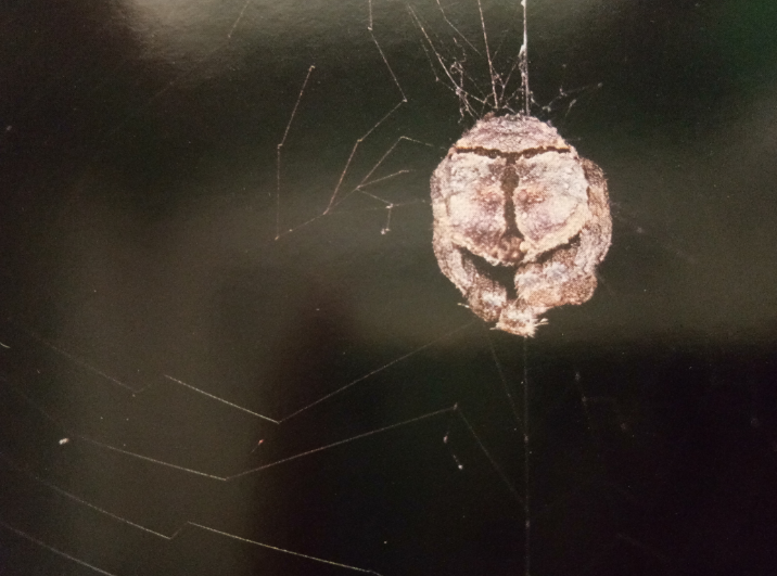 台湾锥头蛛(雌)在蛛网上