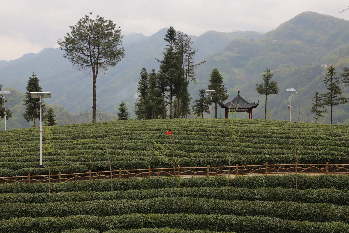 第二届陕西网上茶博会」高山云雾——镇巴茶园