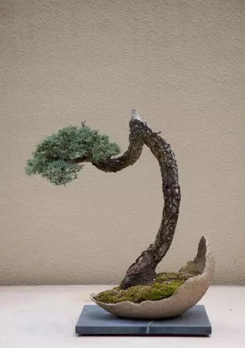 中国盆景&日本盆栽