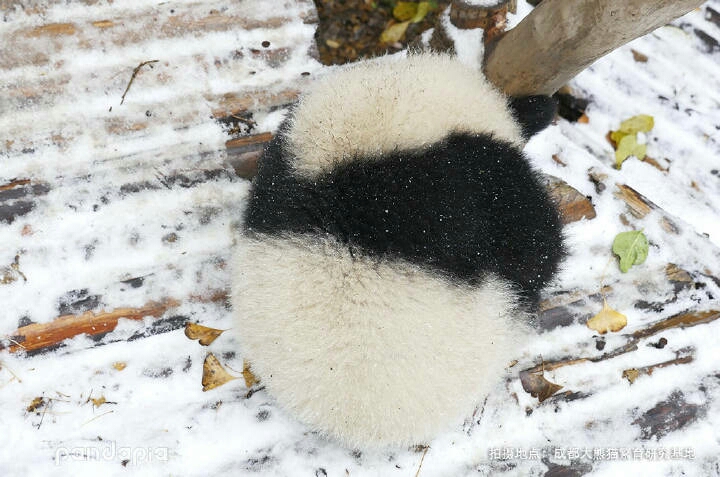 大熊猫熊团子看似孤独的背影它到底在想些什么呢