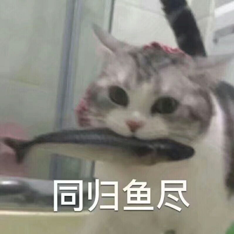 小可爱,猫咪表情包要么?⑩