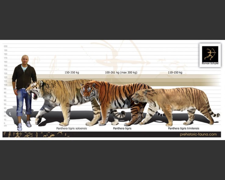 在它们面前现代狮子老虎成了小猫 盘点几种最大的史前