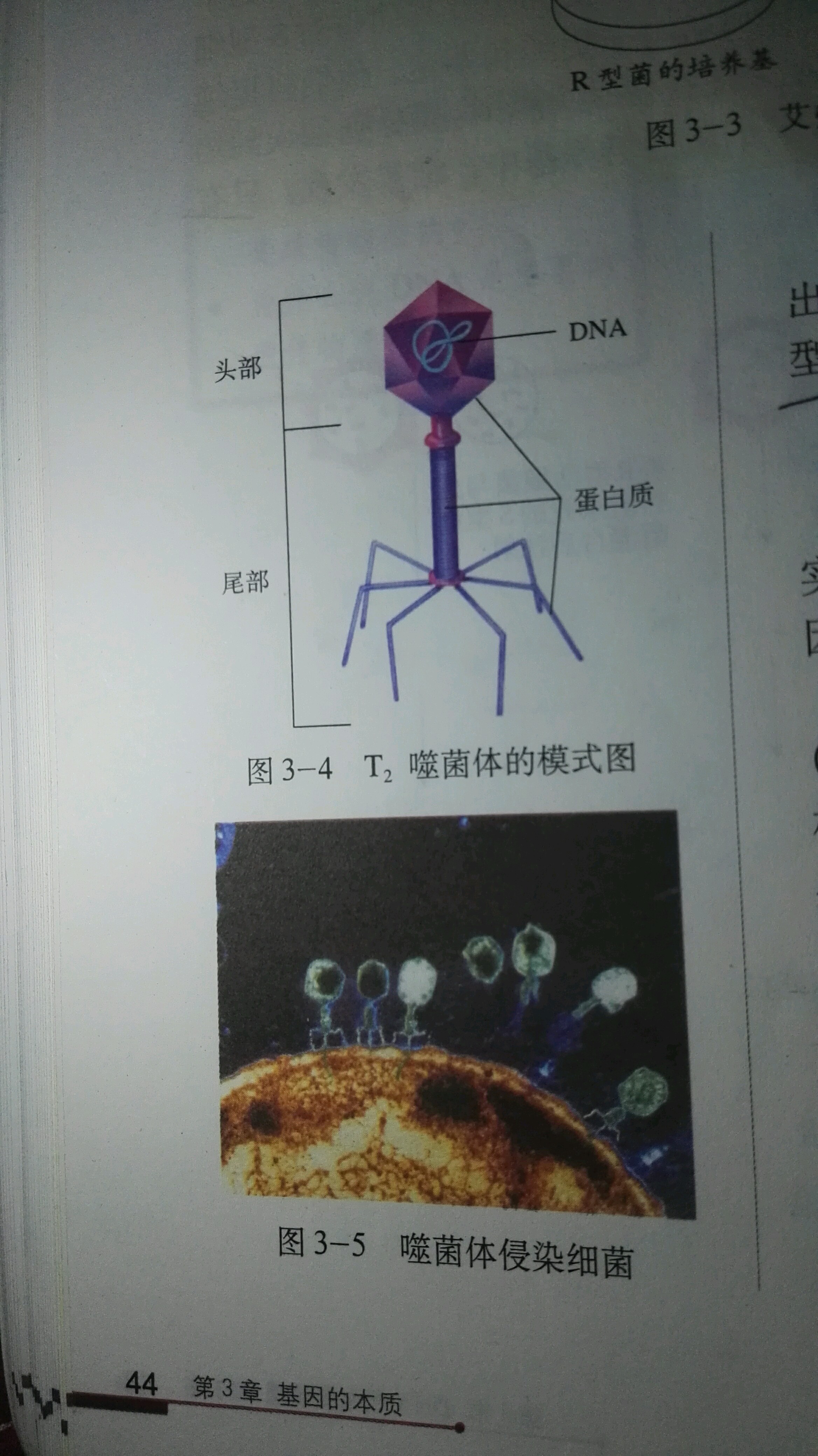 t2噬菌体大肠杆菌拟人狗血慎入