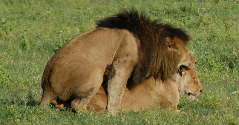 狮子成百上千次交配才能诞生幼崽,探秘狮群秘密