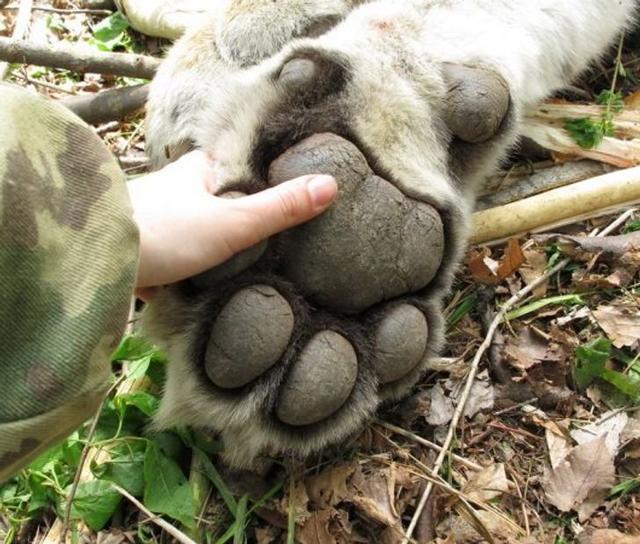 vs.西伯利亚虎的虎爪,有些东西只有对比了才知道它究竟有多大啊!