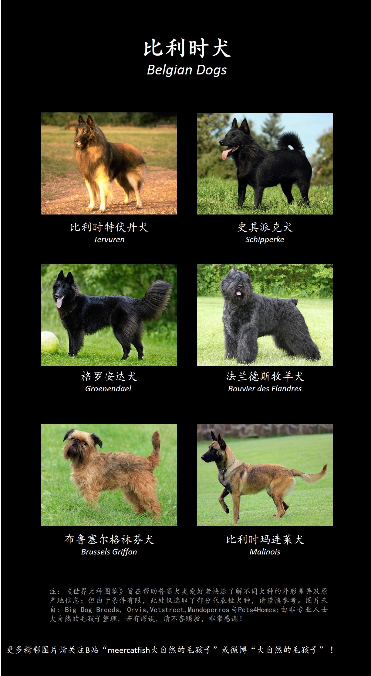 世界犬种图鉴第五弹比利时犬羊倌演员警犬多身份切换