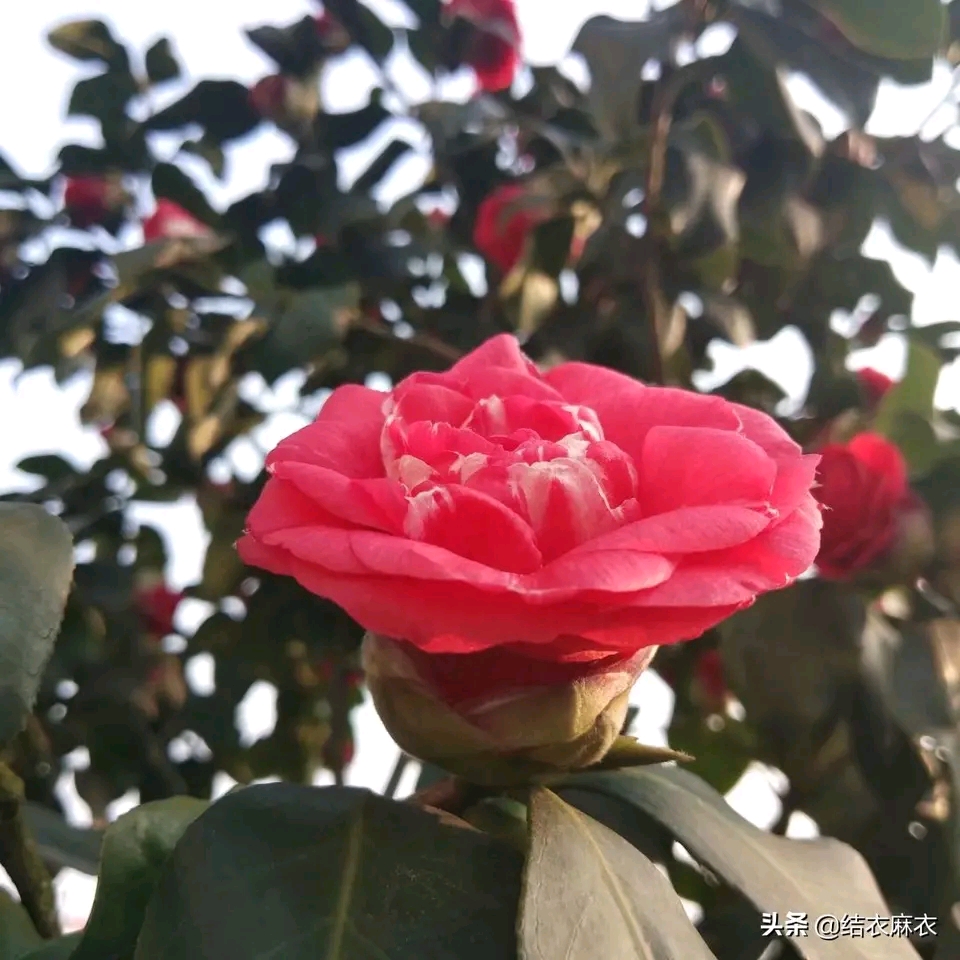 山茶花椿的生辰花
