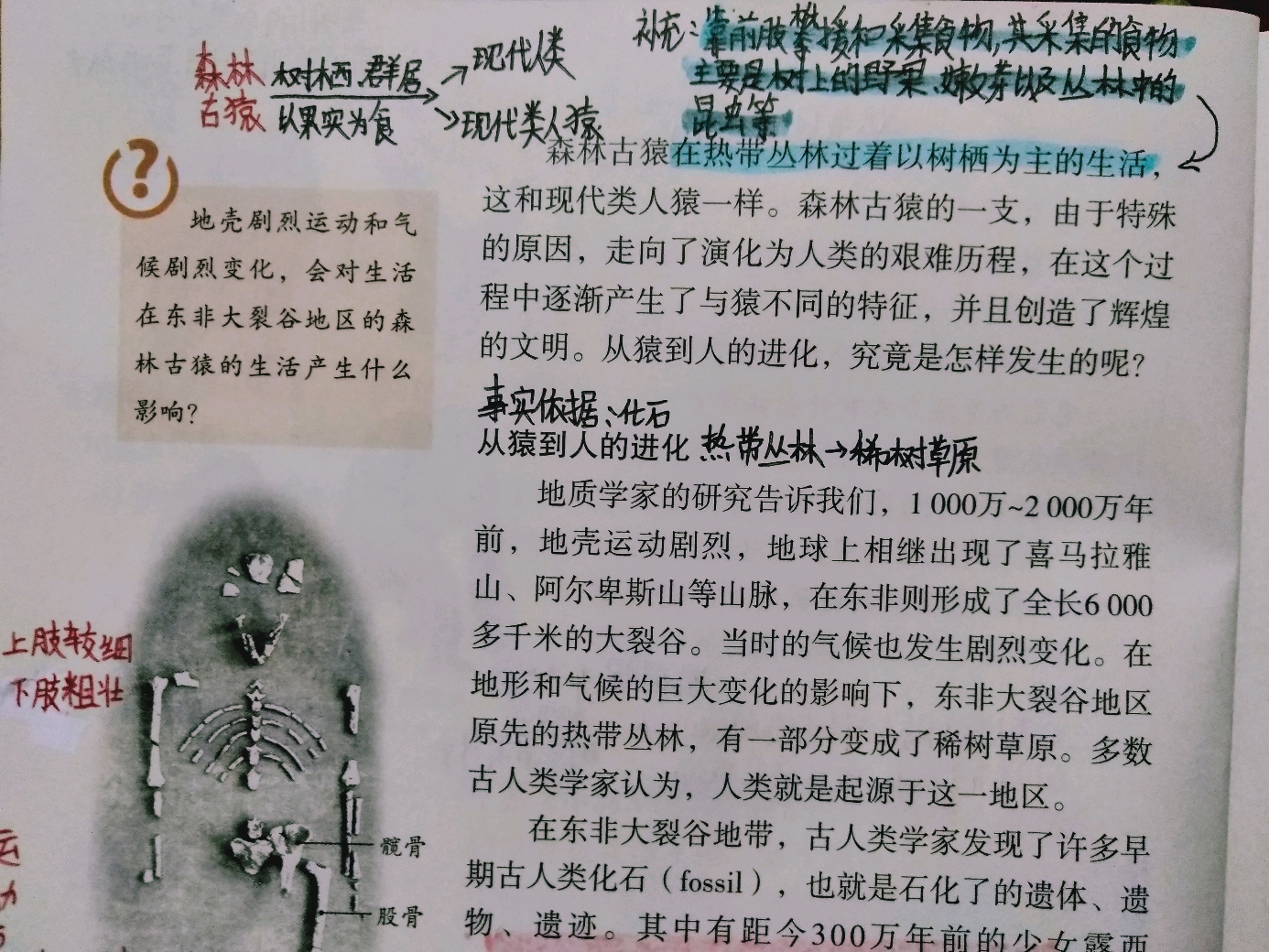 七下生物《人的由来》笔记`