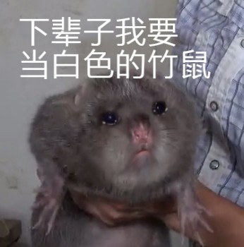 这是一个放送【表情包】的专栏57「华农兄弟/竹鼠」