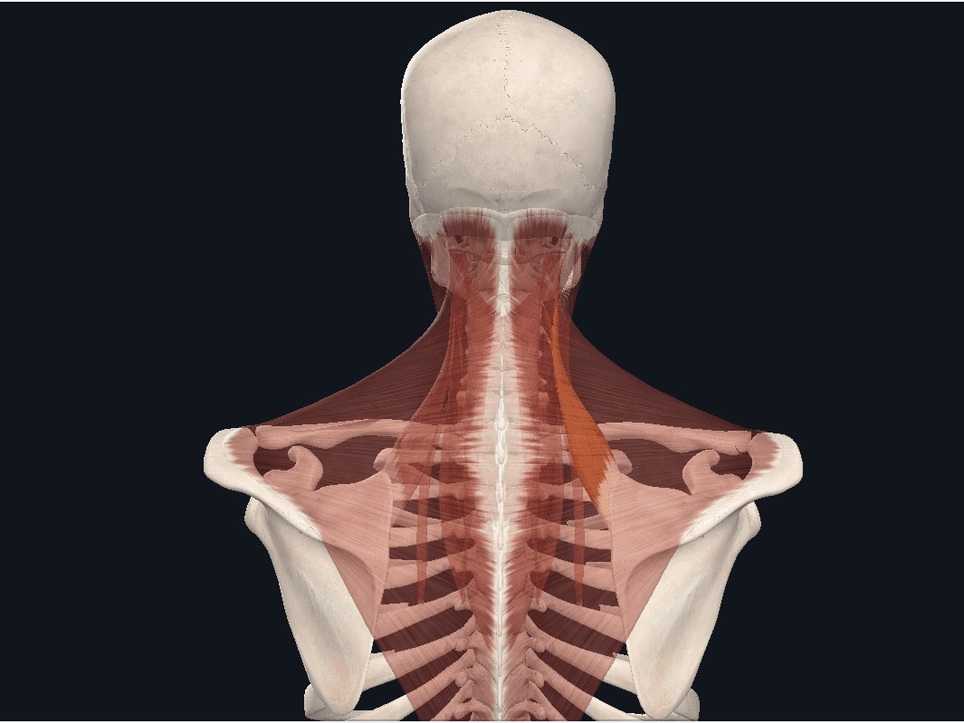 如何松解肩胛提肌,解决上背部和肩胛骨内侧缘疼痛的问题!